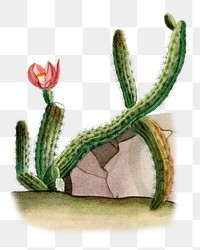 Vintage png rattail cactus hand drawn illustration