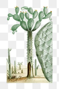 Png hand drawn cactus vintage illustration