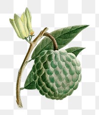 Png hand drawn soursop fruit illustration