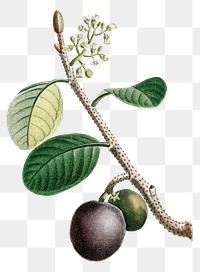 Png hand drawn icaque plum vintage illustration