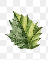 Vintage png jimson weed leaf illustration