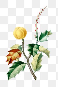 Vintage png yellow berry holly hand drawn illustration