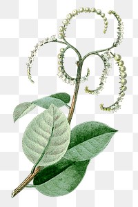 Vintage png small white flower illustration