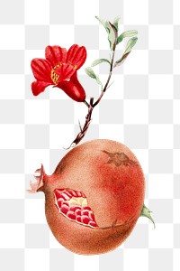 Vintage png aesthetic pomegranate illustration