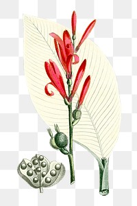 Vintage png red buckeye flower illustration