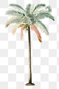 Png hand drawn palm tree illustration