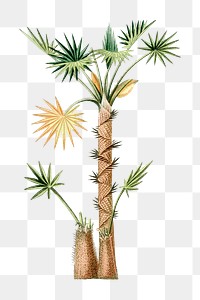 Vintage png palm tree illustration