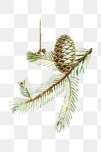 Vintage png aesthetic balsam fir illustration