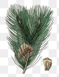 Hand drawn scots pine design element