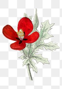 Vintage png red horned-poppy illustration