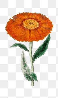 Png hand drawn calendula flower illustration