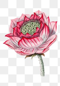 Vintage png lotus clipart illustration