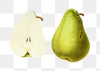 Vintage png pear clipart illustration