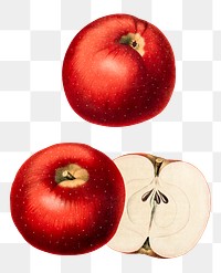 Png hand drawn red apples illustration