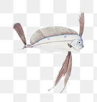 Ribbonfish fish marine life png hand drawn illustration