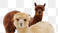 Alpacas png clipart, wildlife, transparent background