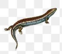 Eyed skink png reptile, remix from artworks by Charles Dessalines D'orbigny