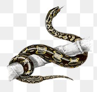 Vintage red-tailed boa png snake, remix from artworks by Charles Dessalines D&#39;orbigny