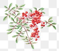 Vintage coral berry tree png art print, remix from artworks by Megata Morikaga