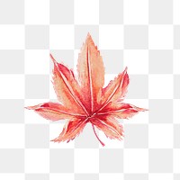 Vintage Japanese maple leaf png art print, remix from artworks by Megata Morikaga