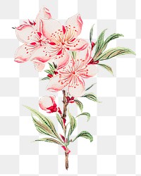 Vintage Japanese peach blossoms png art print, remix from artworks by Megata Morikaga