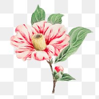 Vintage Japanese camellia flower png art print, remix from artworks by Megata Morikaga