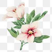 Vintage hibiscus flowers png art print, remix from artworks by Megata Morikaga