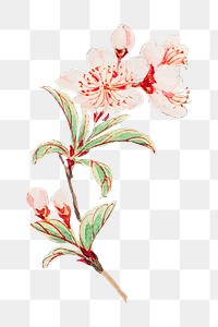 Vintage Japanese cherry blossoms png art print, remix from artworks by Megata Morikaga