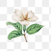 Vintage Japanese cape jasmine png art print, remix from artworks by Megata Morikaga