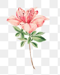 Vintage Japanese azalea flower png art print, remix from artworks by Megata Morikaga