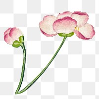 Chinese mallow flower png design motif, remix from artworks by Zhang Ruoai