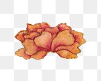 Chinese peony flower png sticker , remix from artworks by Zhang Ruoai