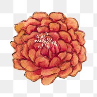 Chinese peony flower png sticker, remix from artworks by Zhang Ruoai