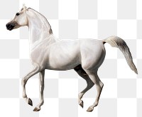Png sticker with gray horse, remixed from artworks by Jacques-Laurent Agasse