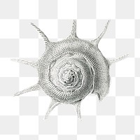 Vintage shell drawing transparent png