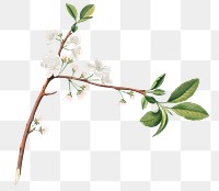 Hand drawn plum blossom flower branch design element