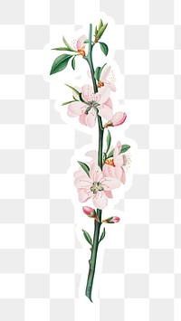 Hand drawn peach flower branch sticker design element