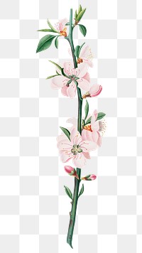 Hand drawn peach flower branch design element