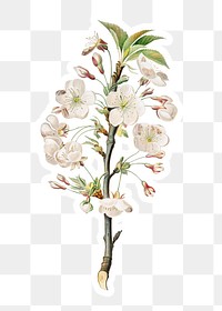 Hand drawn pear tree flower branch sticker design element
