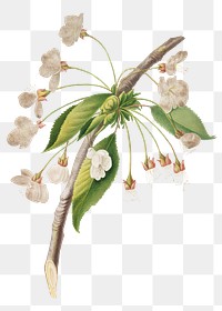 Hand drawn cherry plum flower branch design element