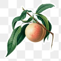 Hand drawn peach fruit sticker design element