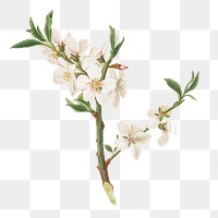 Hand drawn almond flower branch design element