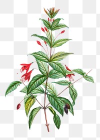 Fuchsia Magellanica Botanical Images | Free Vectors, PNGs, Mockups ...