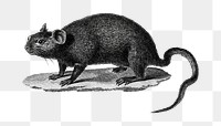 Black and white rat mouse png