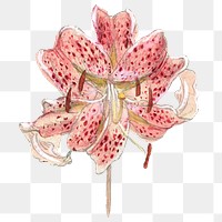 Flower png in vintage red color drawing, remixed from artworks by Samuel Colman