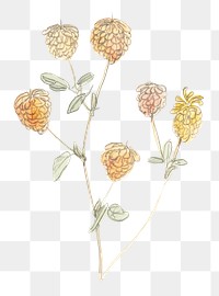Flower png classic in hand drawn meadow flowers, remixed from artworks by Samuel Colman