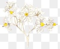 Flower png classic in hand drawn meadow flowers, remixed from artworks by Samuel Colman