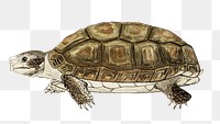 Common padloper tortoise png vintage animal illustration, remixed from the artworks by Robert Jacob Gordon