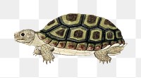 Common padloper tortoise png vintage animal illustration, remixed from the artworks by Robert Jacob Gordon