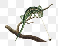 Cape dwarf chameleon png vintage animal illustration, remixed from the artworks by Robert Jacob Gordon